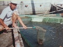 1983年東港林邊-業主黃清藤先生-草蝦養殖