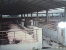 1985年台中太平五福農牧場-養豬用水清洗殺菌